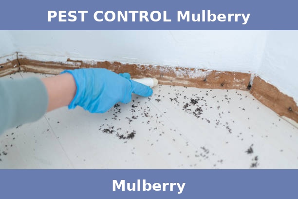 PEST CONTROL Mulberry